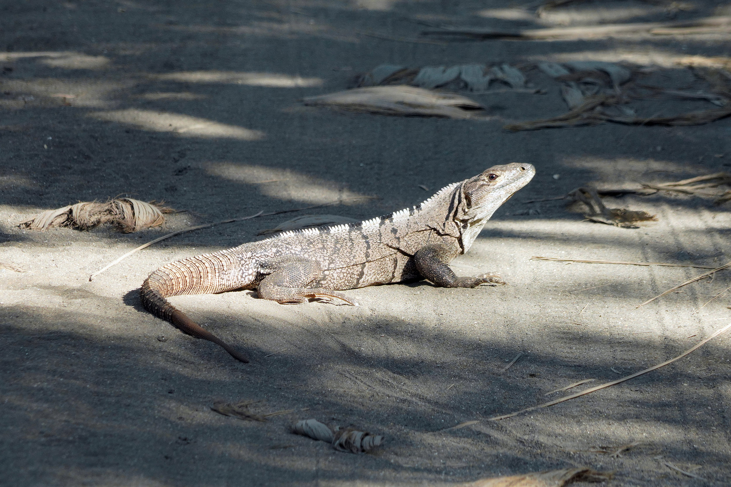 Costa Rica - Février 2025